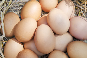 Chicken brown egg closeup view background