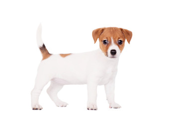 Jack Russell puppy (1,5 month old) isolated on white