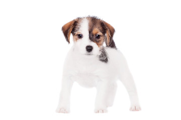 Jack Russell puppy (1,5 month old) isolated on white