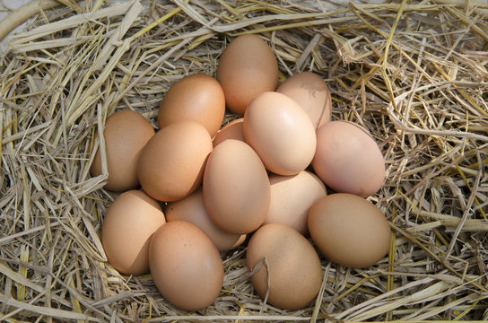 Macro shoot of brown eggs at hay nest in chicken farm