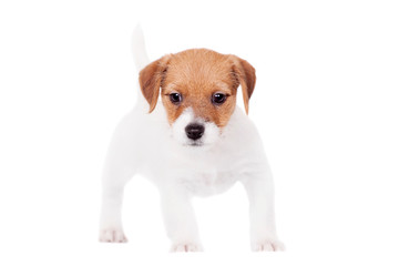 Jack Russell puppy (1,5 month old) isolated on white