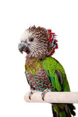 Hawk-headed Parrot (Deroptyus accipitrinus) isolated on white