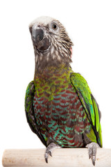 Hawk-headed Parrot (Deroptyus accipitrinus) isolated on white