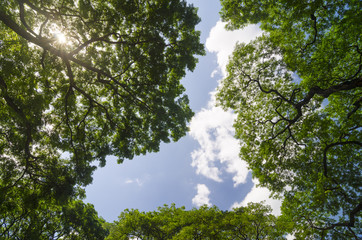 forest trees. nature green wood sunlight backgrounds.