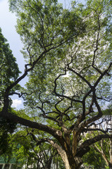 green forest