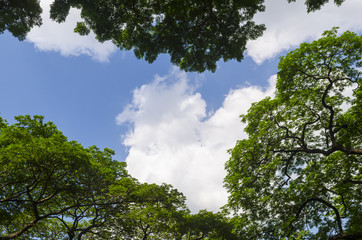 Fototapeta premium forest trees. nature green wood sunlight backgrounds.