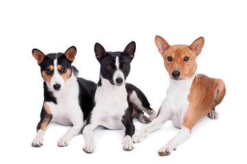 Three basenjis (tricolor, black and red color coats)
