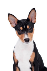Little Basenji puppy, 3 month old, on the white background