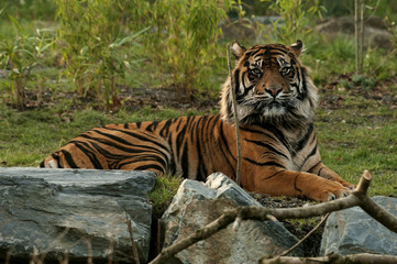Fototapeta na wymiar Tiger, Resting