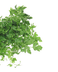 Branch of fresh parsley close-up.