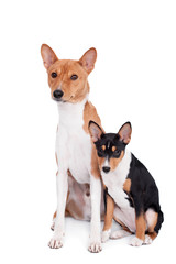 Two Basenjis isolated on the white background