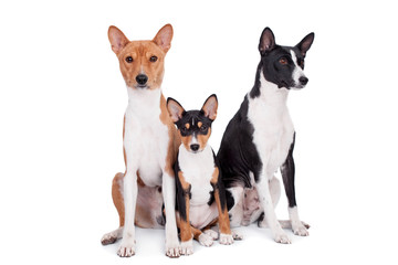 Three basenjis (tricolor, black and red color coats)