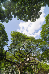 Fototapeta premium forest trees. nature green wood sunlight backgrounds.