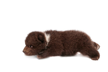 Brown Bear cub, 1,5 mounth old, isolated on white background