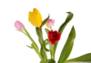 Colorful bouquet of fresh spring tulip flowers isolated on white
