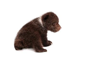 Obraz premium Brown Bear cub, 1,5 mounth old, isolated on white background