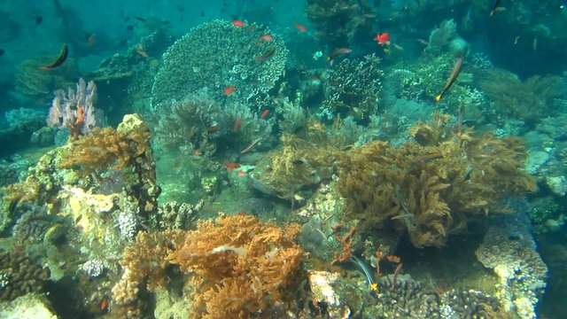Coral