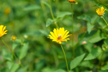 Beautiful spring flowers