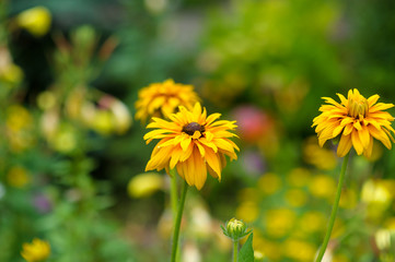 Beautiful spring flowers