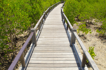 Fototapeta na wymiar Wooden path in mangrove forest