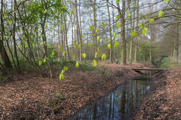 Budding young leaves at a branch of a Common Beech