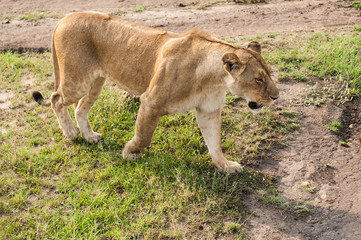 lion