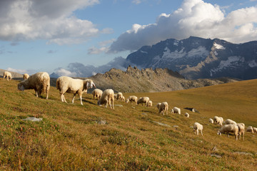 Fototapeta na wymiar Wypas owiec w górach
