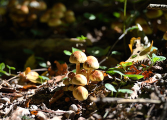 mushrooms in the forest