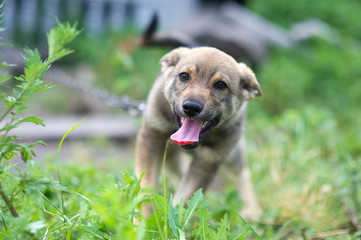 Young happy puppy