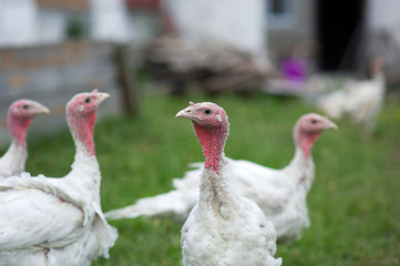 young turkey on a farm