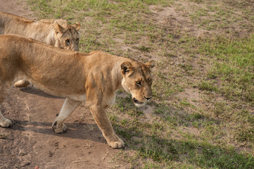lion