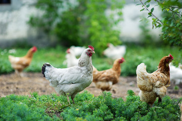 Huhn im Gras auf einem Bauernhof