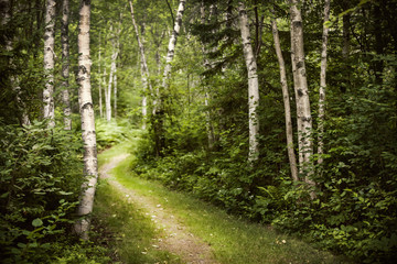 Chemin dans la forêt verte d& 39 été