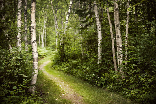 Fototapeta Ścieżka w zielonym letnim lesie