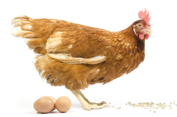 Chicken and their eggs on a white background
