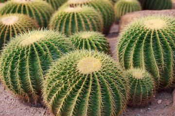 Cactus plant