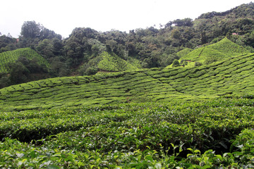 Naklejka premium Tea plantation