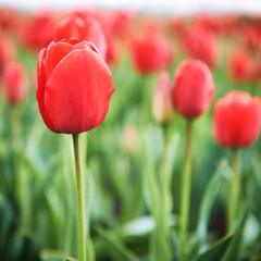 Fototapeta premium Field of beautiful red tulips