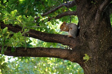Squirrel