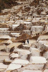 Local People working on Salt ponds, Maras, Peru, South america