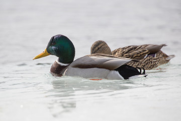 Fototapeta premium pair of ducks