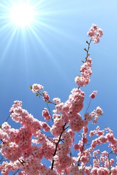 Blütenmeer der japanischen Kirschblüte