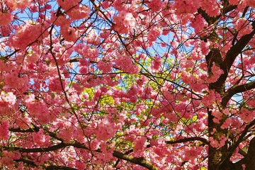 Fototapeta premium Blütenmeer der japanischen Kirschblüte