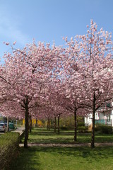 Parkanlage - japanische Kirsche