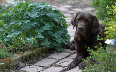 chocolate labrador in garden