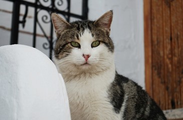 Gato en pueblo