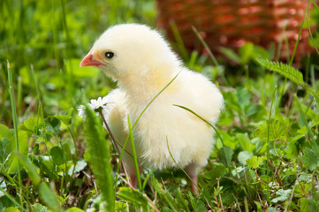 Small chicken in green grass