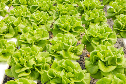 Organic hydroponic vegetable garden farm