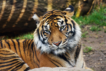 Tiger, portrait of a Sumatran Tiger