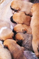 female dog  with puppies